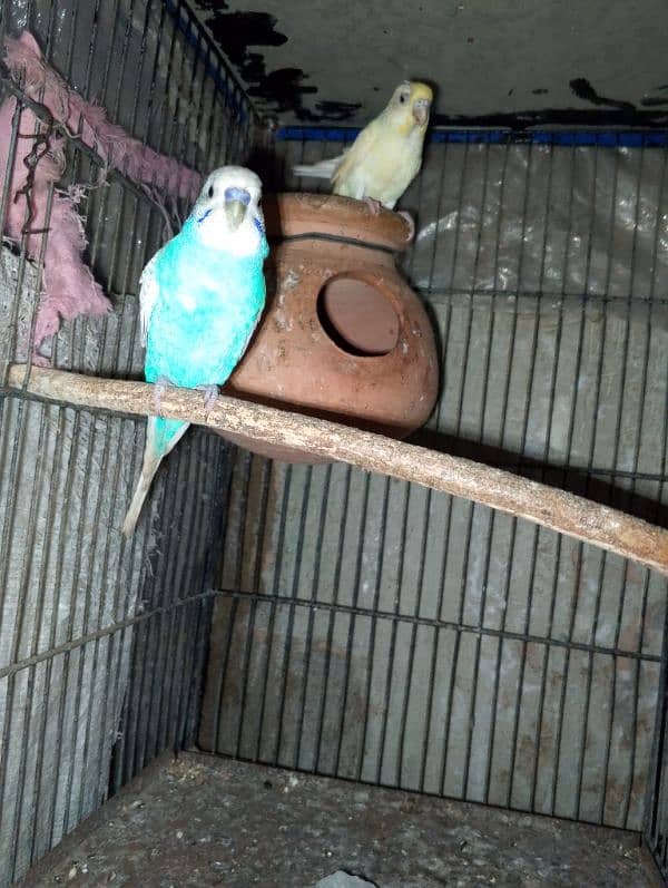 love birds & Bugies for sale 4