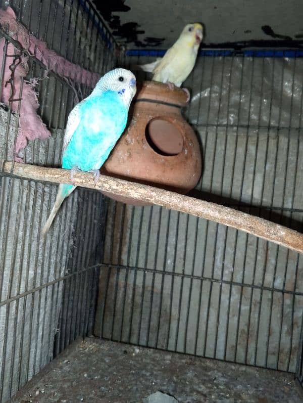 love birds & Bugies for sale 5