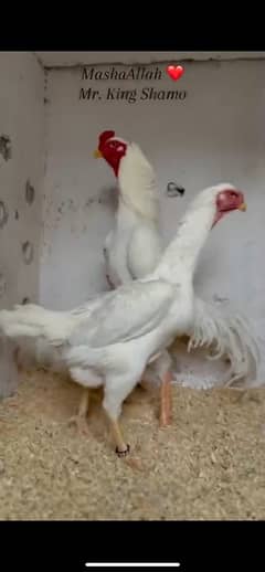 Ring bird’s 2 male white O shamo chicks