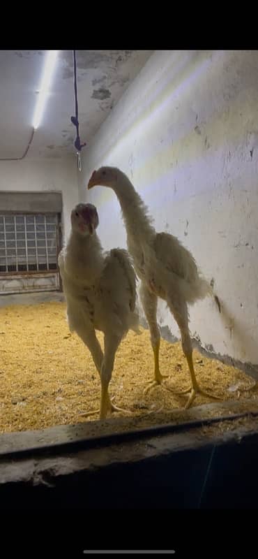 Ring bird’s 2 male white O shamo chicks 1