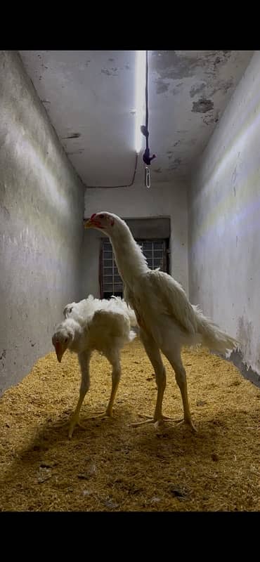 Ring bird’s 2 male white O shamo chicks 2