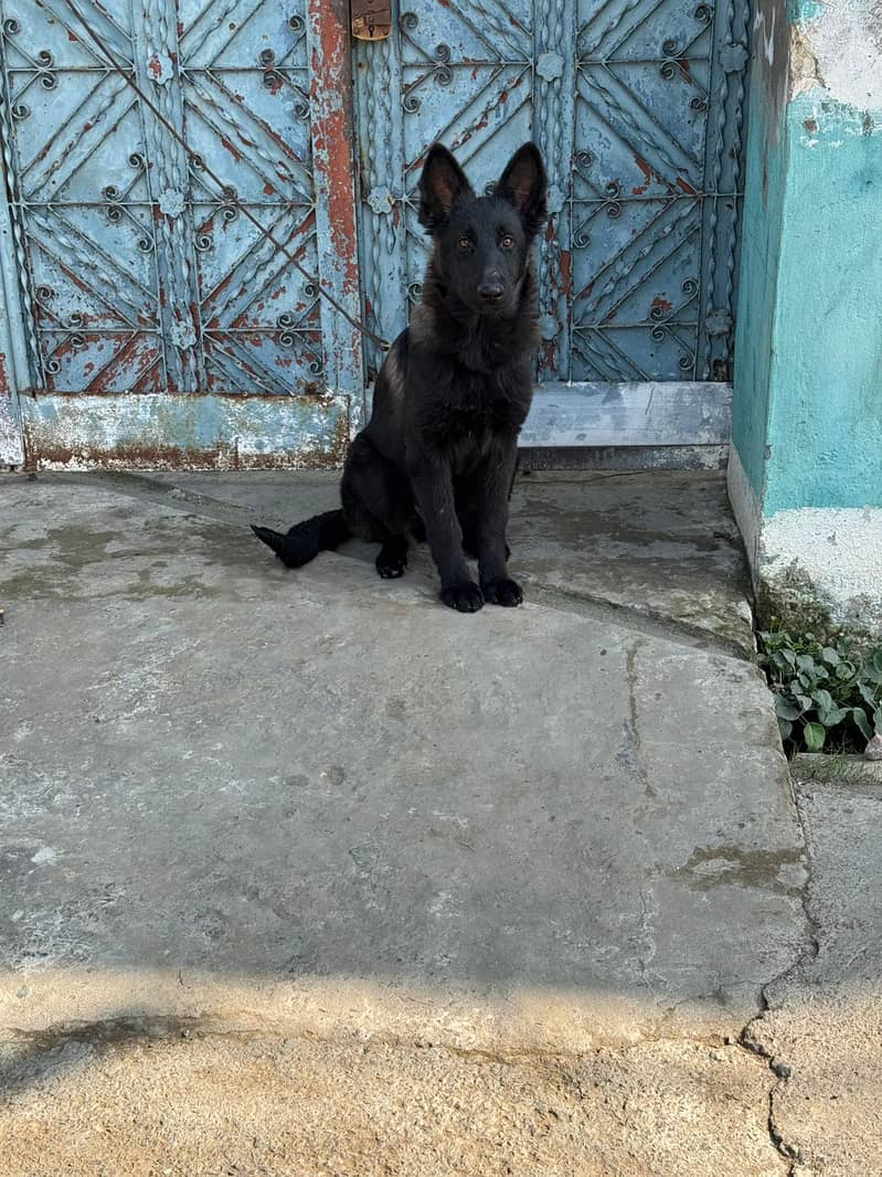 Black German Shepherd pink Pedigree female for sale 0