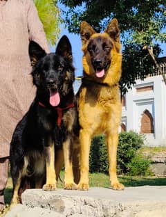 Belgium shepherd Long coat full security guard piar available for sale