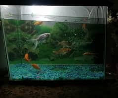 AQUARIUM FOR SALE