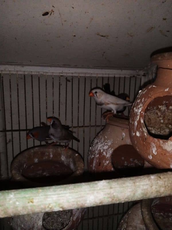 MIX NUTATION FINCHES 0