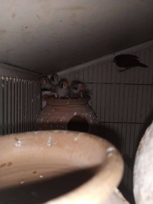 MIX NUTATION FINCHES 3