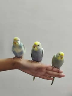 budgie parrot baby