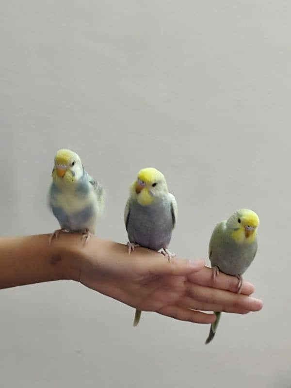 budgie parrot baby 0