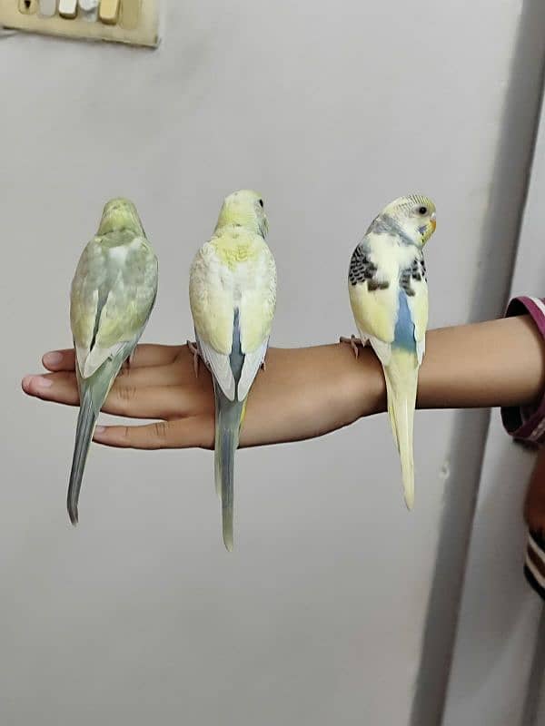 budgie parrot baby 1