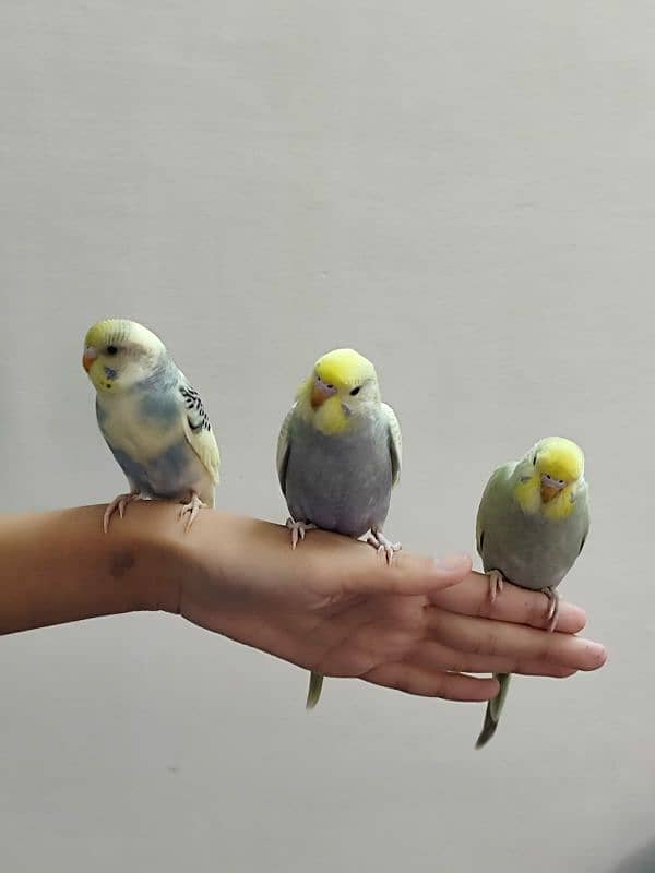 budgie parrot baby 2