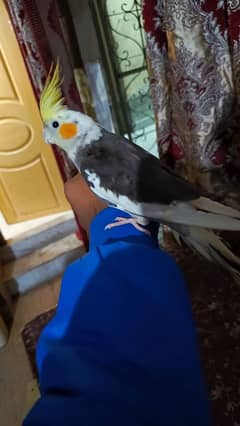 Hand tame cockatiel parrot