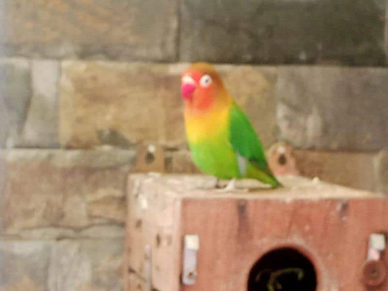 Lovebird Breeder Pair for sale 0