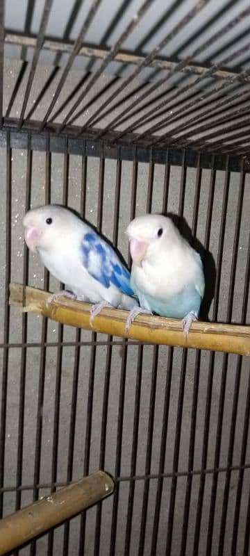 Lovebird Breeder Pair for sale 1