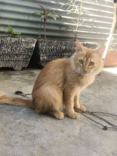 Persian cat for sale