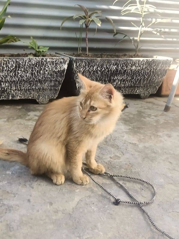 Persian cat for sale 1