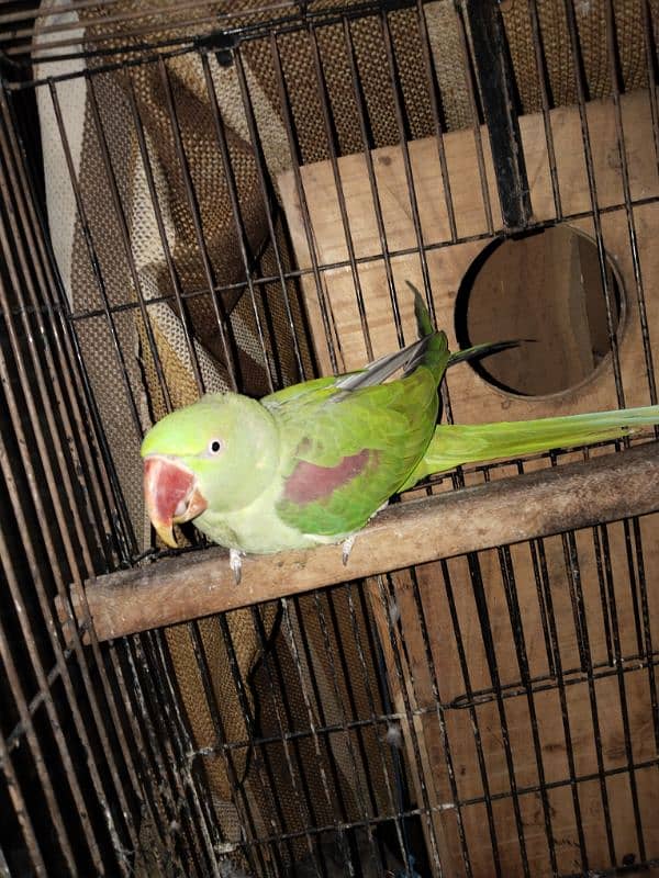 raw parrot 0