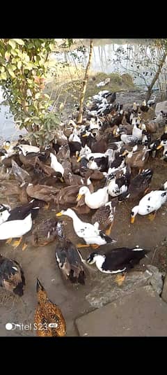 200 Ducks  For Sale. Per piece price RS 1500.