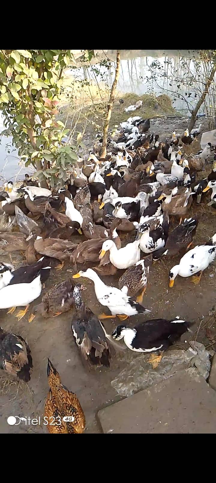 200 Ducks  For Sale. Per piece price RS 1500. 0