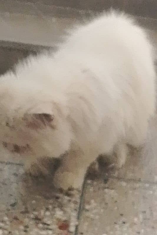 Persian Cat 0