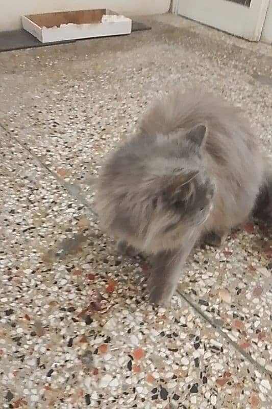 Persian Cat 2