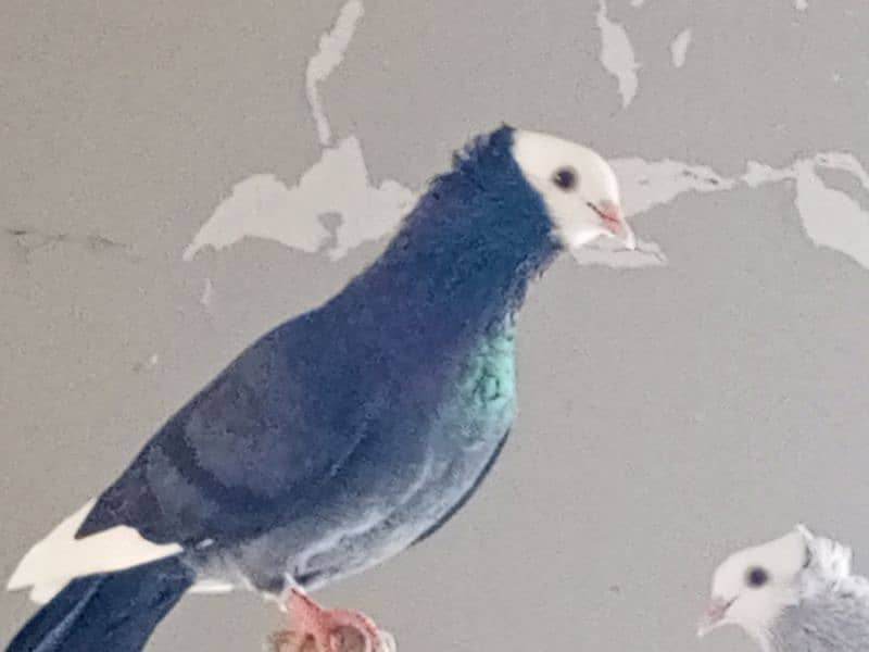 Pigeons sale sale 1