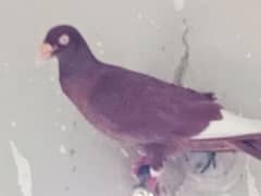 Pigeons