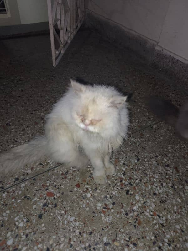 Persian Cat 3