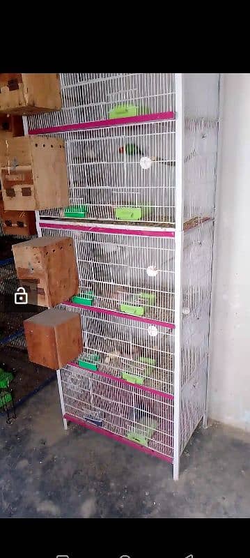 lovebirds setup for sale 5