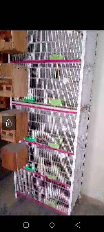 lovebirds setup for sale 8