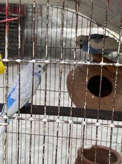 Budgie Australian for sale with cage