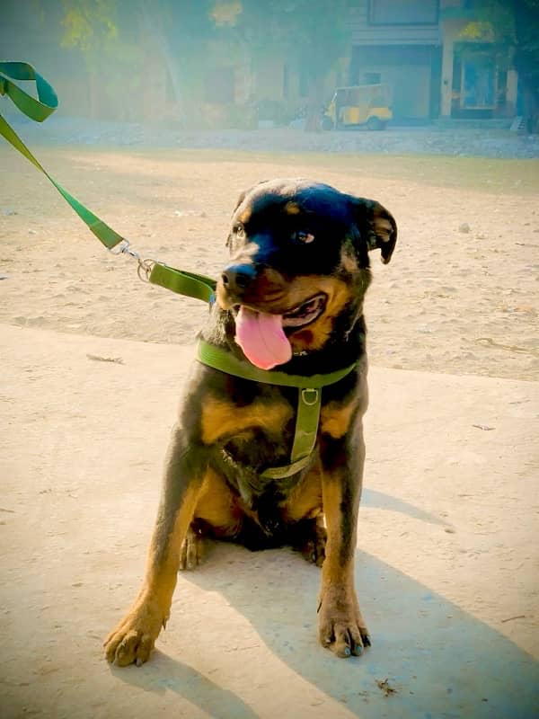 Rottweiler Dog 8moth age 1