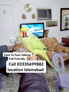 Face To Face Talking Hand  Tamed Friendly Green Ring Neck Male Parrot