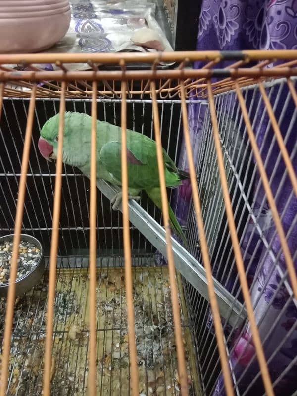 Raat parrot pattha 0