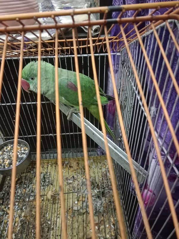 Raat parrot pattha 1