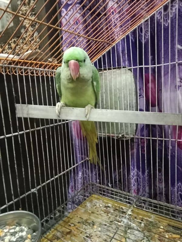 Raat parrot pattha 2