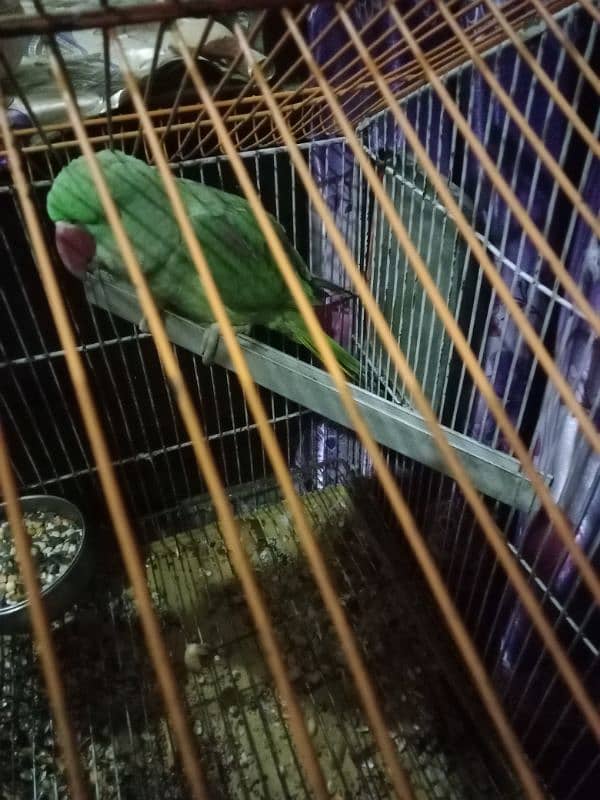 Raat parrot pattha 3