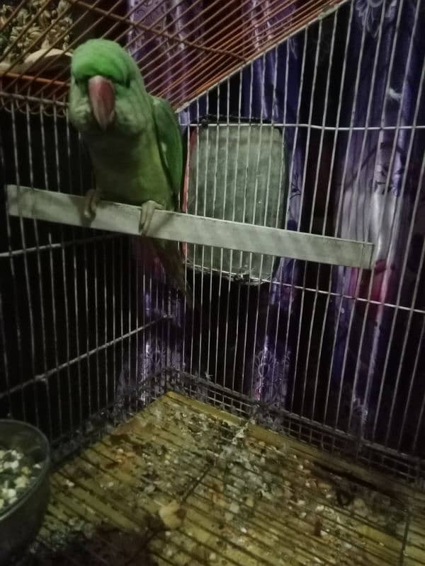 Raat parrot pattha 4