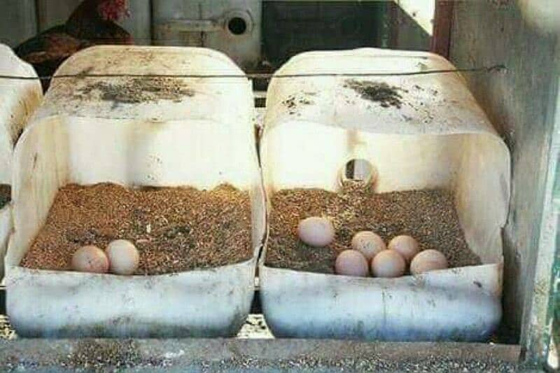 Dasi Egg for Sell 2