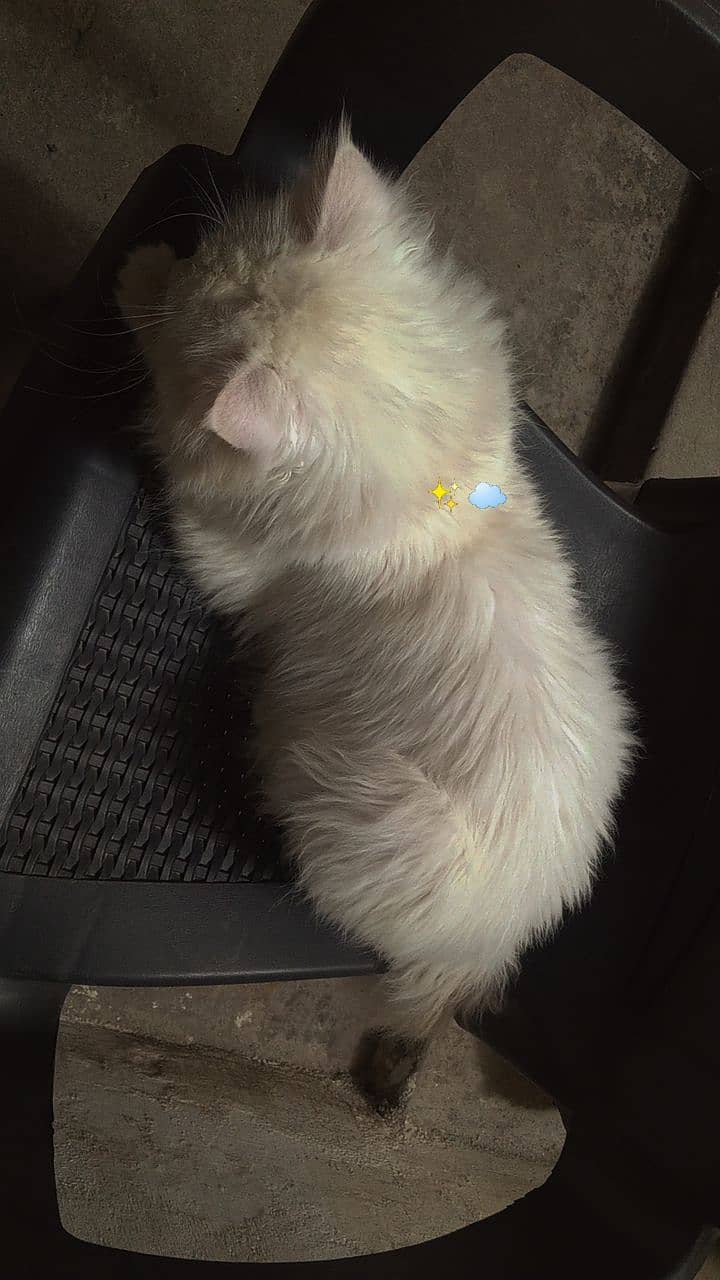 Persian Male Cat for sale 2