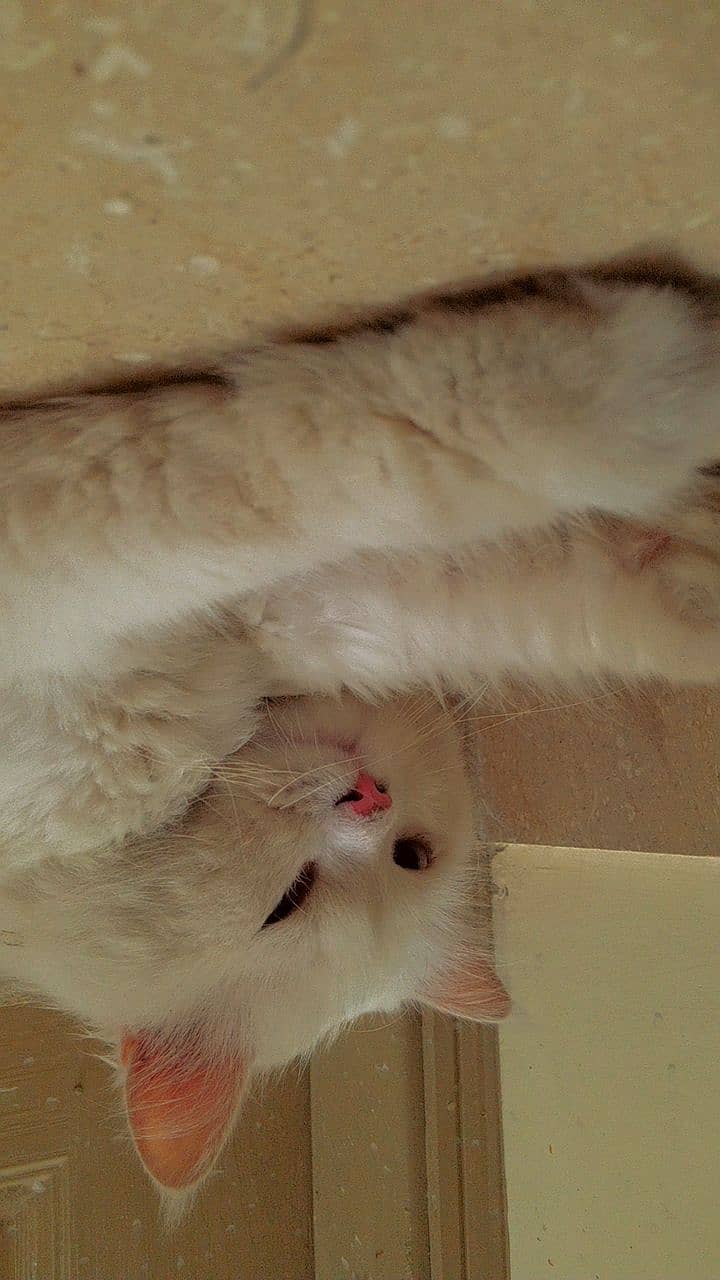 Persian Male Cat for sale 3