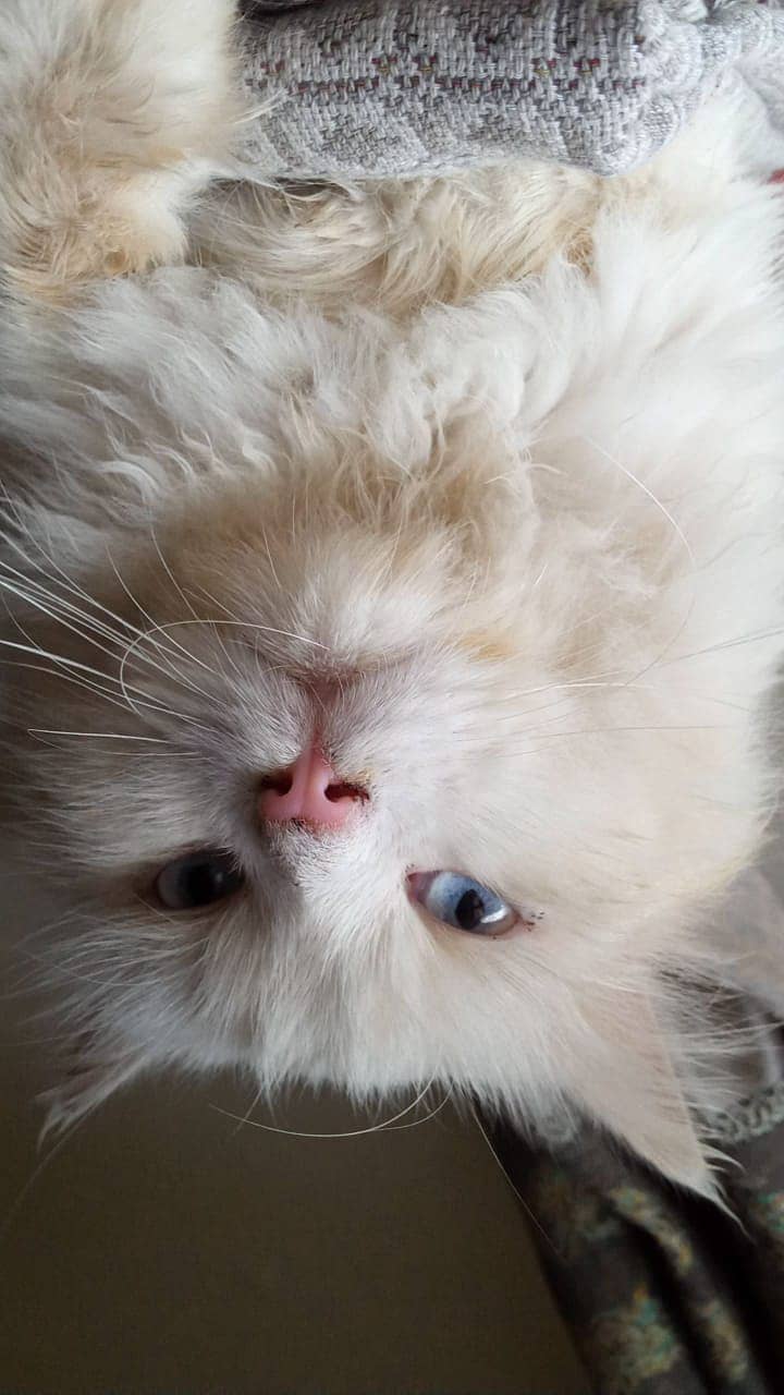 Persian Male Cat for sale 4