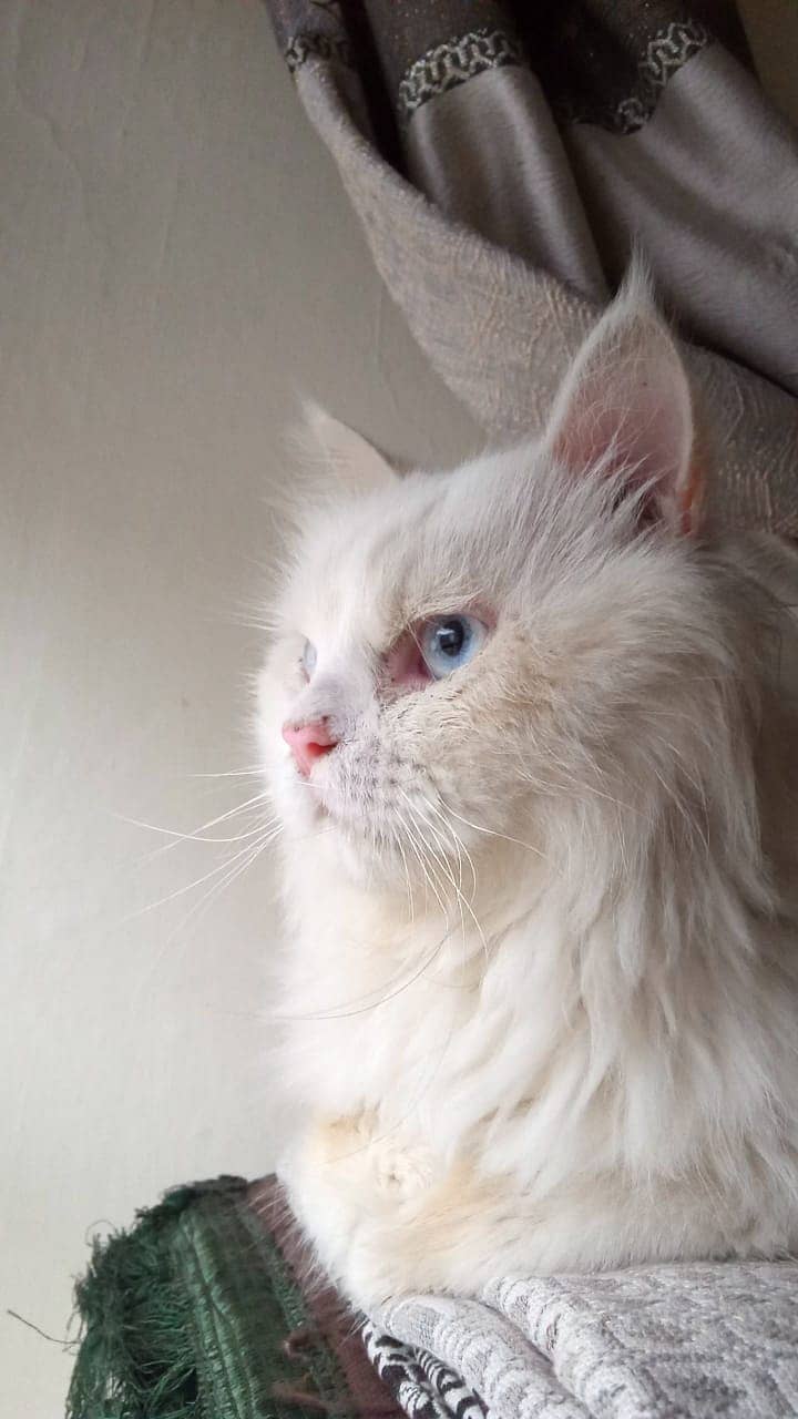 Persian Male Cat for sale 6