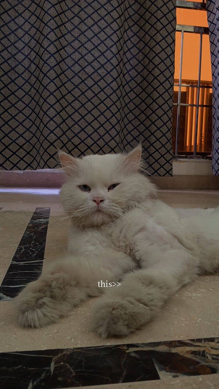 Persian Male Cat for sale 7