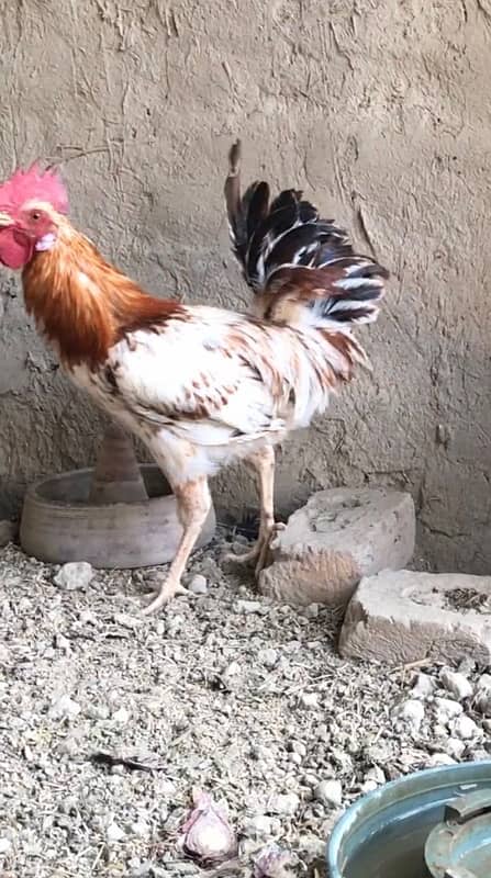 golden misri murga for sale, contact 03077965568 2