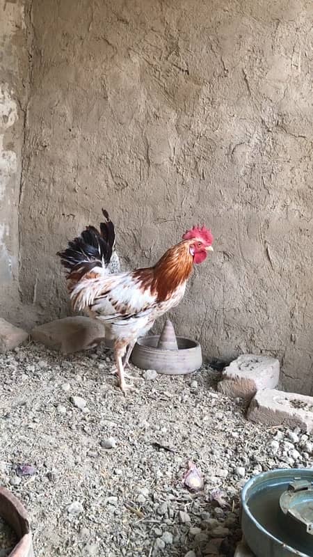 golden misri murga for sale, contact 03077965568 1