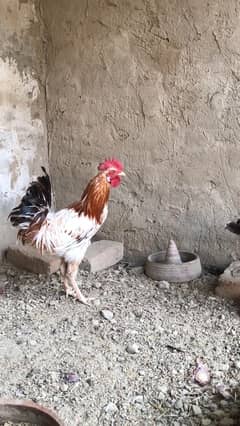 golden misri murga for sale, contact 03077965568