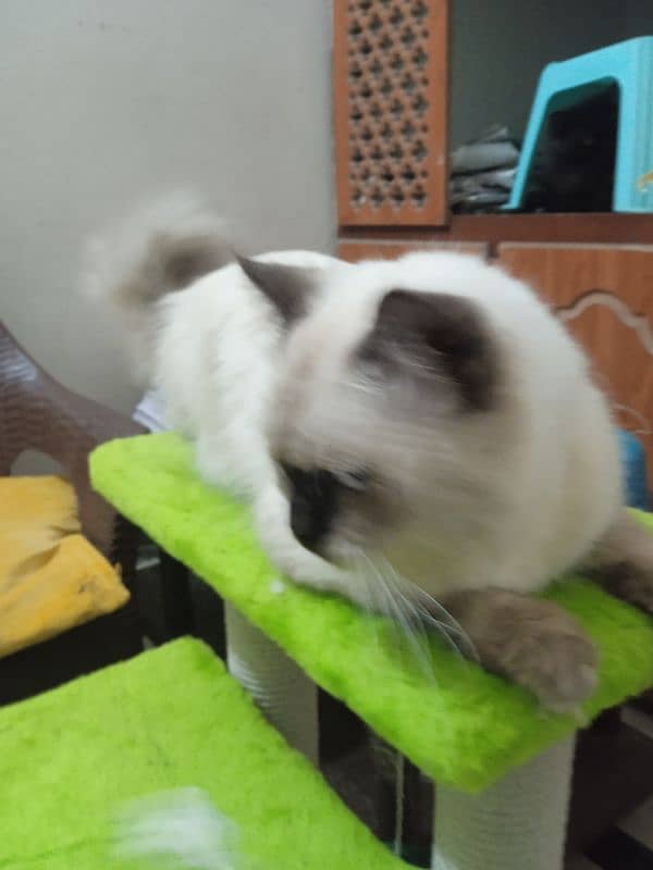 Siamese male cat for sale 0