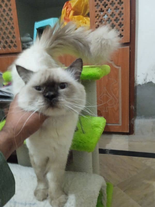 Siamese male cat for sale 1