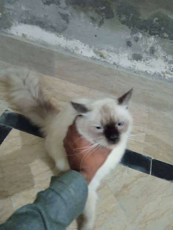 Siamese male cat for sale 2