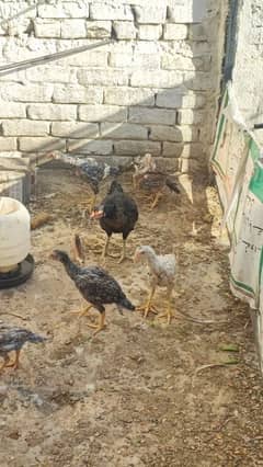 aseel hen with 6 aseel chicks